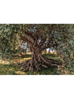 Wallpaper - Olive Tree - Size: 368 X 254 cm