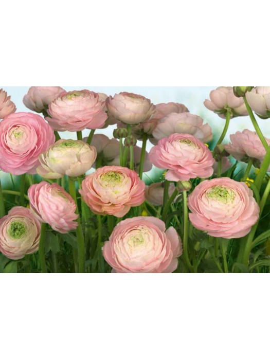 Wallpaper - Gentle Rose - Size: 368 X 254cm